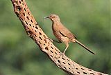 Curve-billed Thrasher